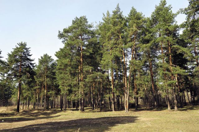 В нашем крае самая большая площадь лесов в Приволжском округе.