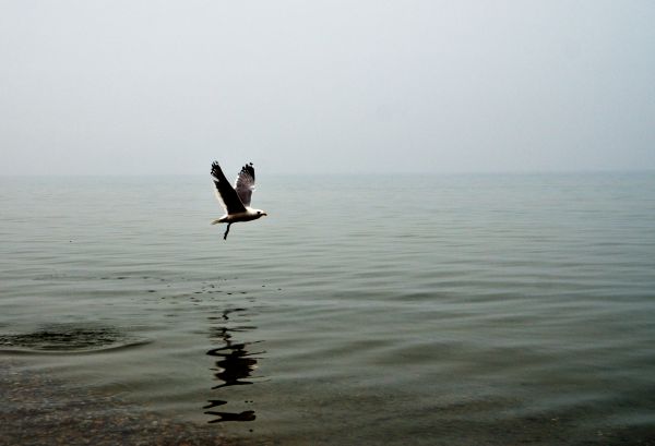 Чайка взлетает с воды.