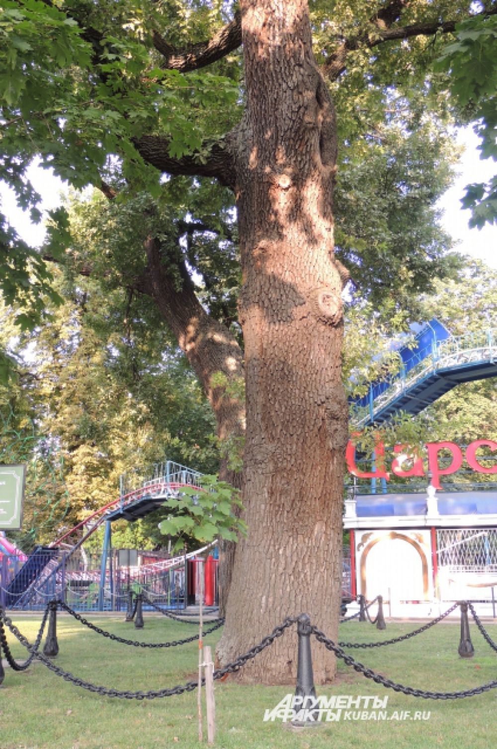 Свой шестисотый юбилей отметил в этом году заповедный дуб, полюбоваться которым можно в Городском саду Краснодара.