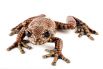 Лягушка принца Чарльза. Вид древесной лягушки, обнаруженной в 2008 году в Эквадоре, получил название Hyloscirtus princecharlesi в честь наследника британского престола.