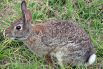 Кролик Хью Хеффнера. Имя основателя журнала Playboy появляется в названии болотного кролика Sylvilagus palustris hefneri, обитающего на юго-востоке США. Логотип журнала использует изображение кролика, и Хеффнер жертвовал средства на охрану видов кроликов, которые находятся под угрозой вымирания.