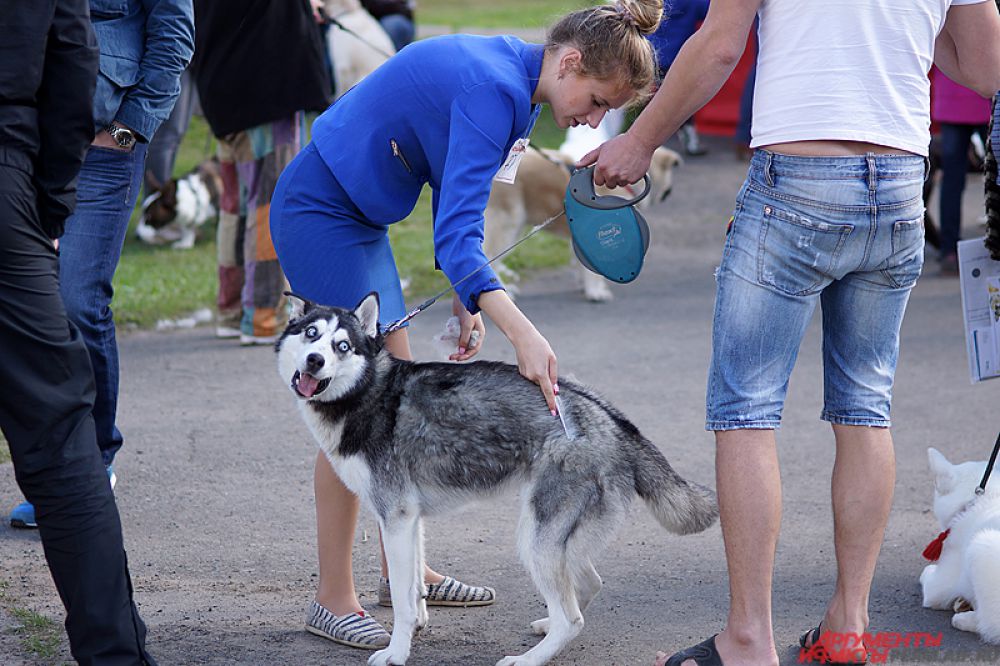 Собака породы хаски.