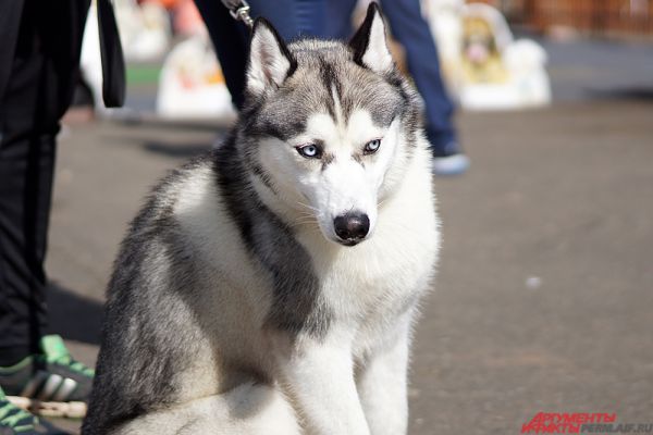 На выставке можно было увидеть и тех четвероногих, что были подобраны хозяевами на улице.