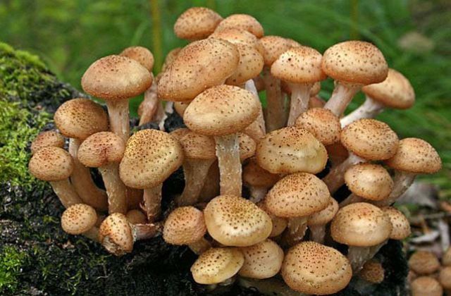 Время опят. Лучшие рецепты, которые помогут сохранить грибы | ЕДА | АиФ  Иркутск