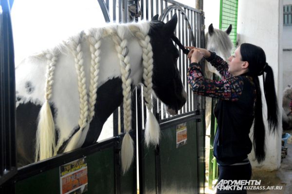 За гривой этой лошади тщательно ухаживают и регулярно плетут косы.