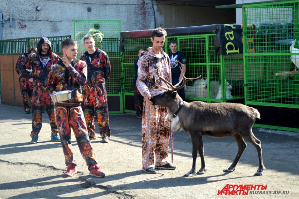 Северный олень тоже выступает в цирке.