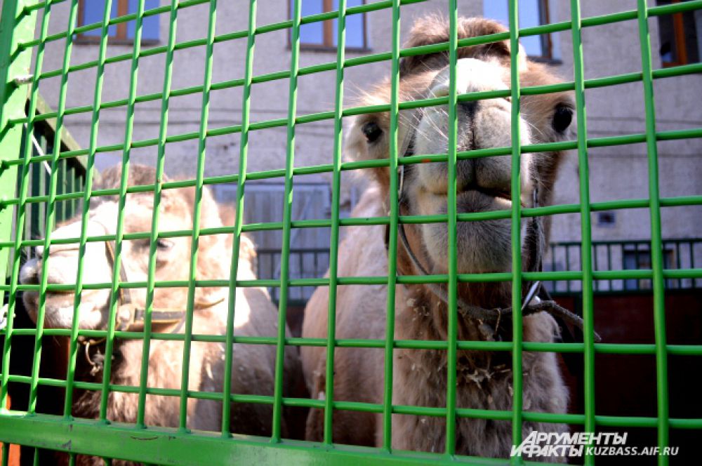 В представлении участвуют девять верблюдов.