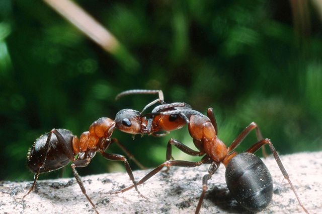 Нежданные гости. Какие насекомые могут завестись дома и как их вытравить?
