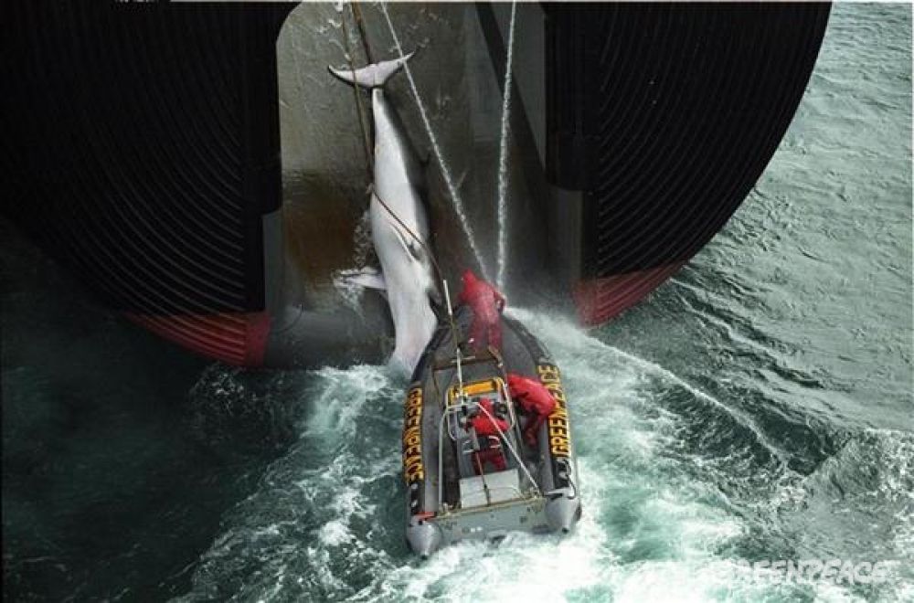 Активисты Гринпис висят на крючке японского китобойного судна, пока мёртвого кита поднимают на борт. В 1982 году Гринпис добился рассмотрения Международной китобойной комиссией моратория на коммерческую охоту на китов, который с 1986 года вступил в силу.