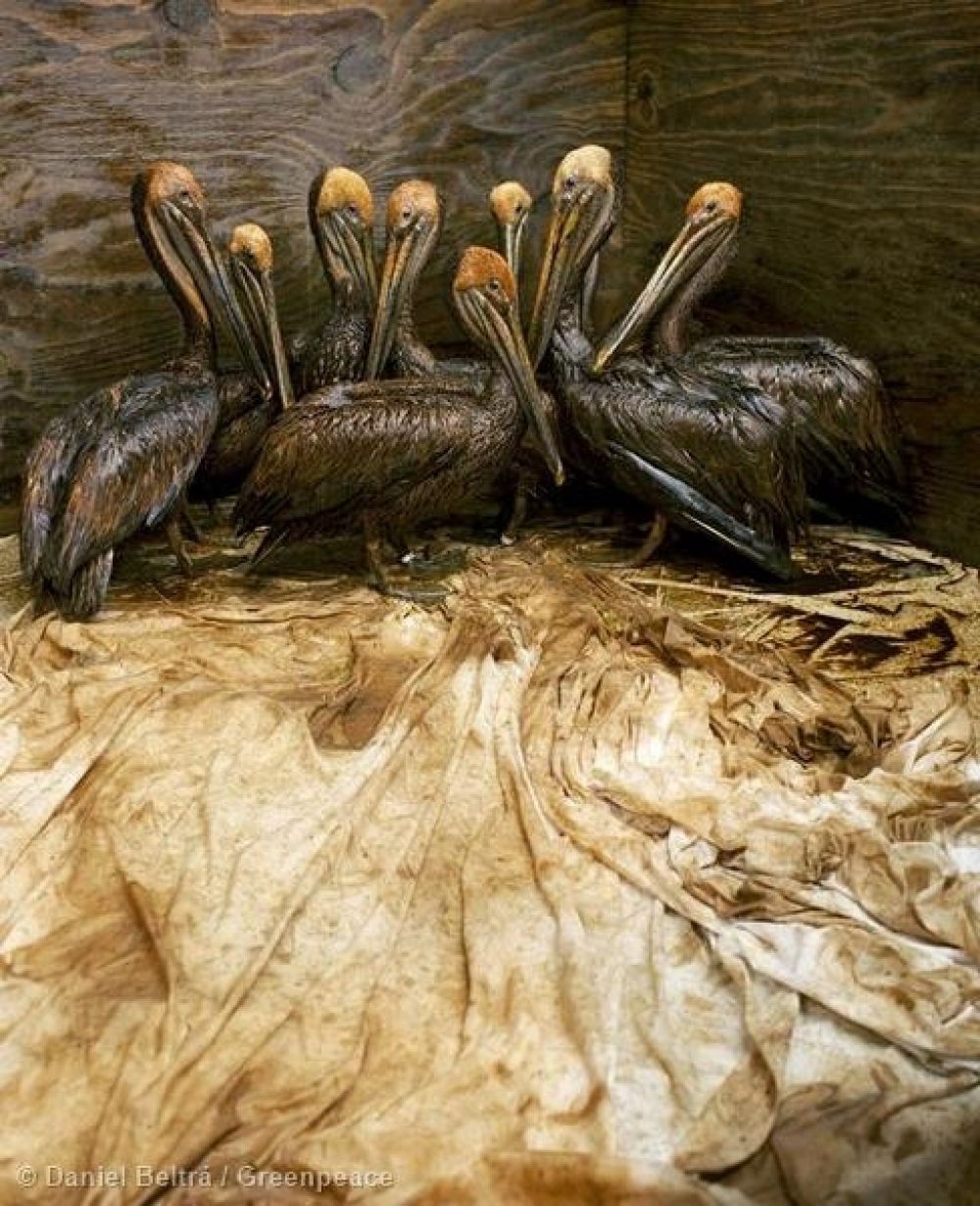 В 2010 году в Мексиканском заливе произошла одна из самых крупных техногенных катастроф в истории человечества. Это снимок из Международного научно-исследовательского центра Форт Джексон: пеликаны в специальном загоне ждут, когда волонтёры центра очистят их от нефти. 