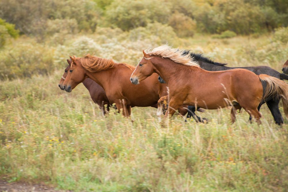 Лошади и коровы в долине Тигирека пасутся на воле. Они практически не бывают в загоне.