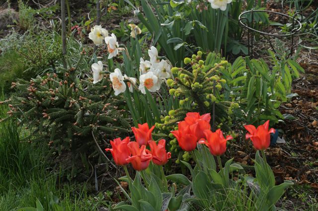 Тюльпаны, нарциссы, крокусы: самые впечатляющие сорта весной