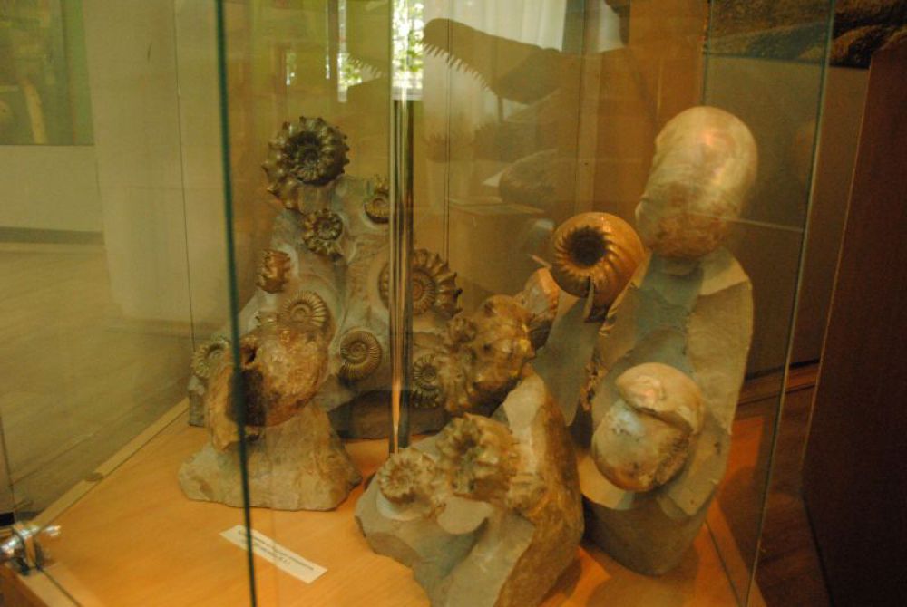 Аммониты в экспозиции музея.