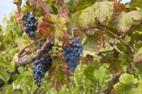 Что полезней красное вино или виноградный сок