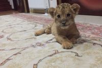 Фото этого львёнка корреспондент «АиФ» получил от одного из продавцов экзотических животных.