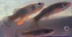 3-е место. Рыба Mummichog способна выжить практически в любых экологических условиях — даже в загрязненной среде, в которой погибают другие организмы. Это единственная рыба, побывавшая в космосе и давшая там потомство.