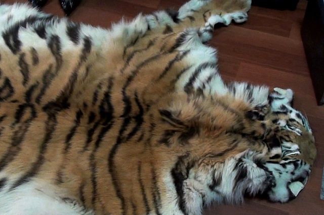 Шкура тигра была конфискована.