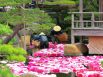 В саду Юсиэн круглый год цветут около 250 видов пионов. Каждый день работники сада меняют увядшие цветы, плавающие в воде, на свежие