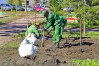 6 тыс. деревьев высадили в Омске в 2015 году.
