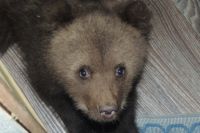С помощью сети полугодовалого медвежонка поймали, поместили в деревянный ящик и вывезли в лес.