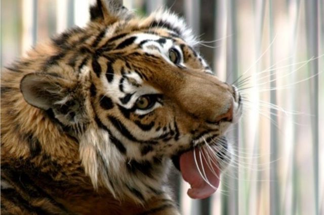 Мать тигрицы экологам удалось спасти 7 лет назад.