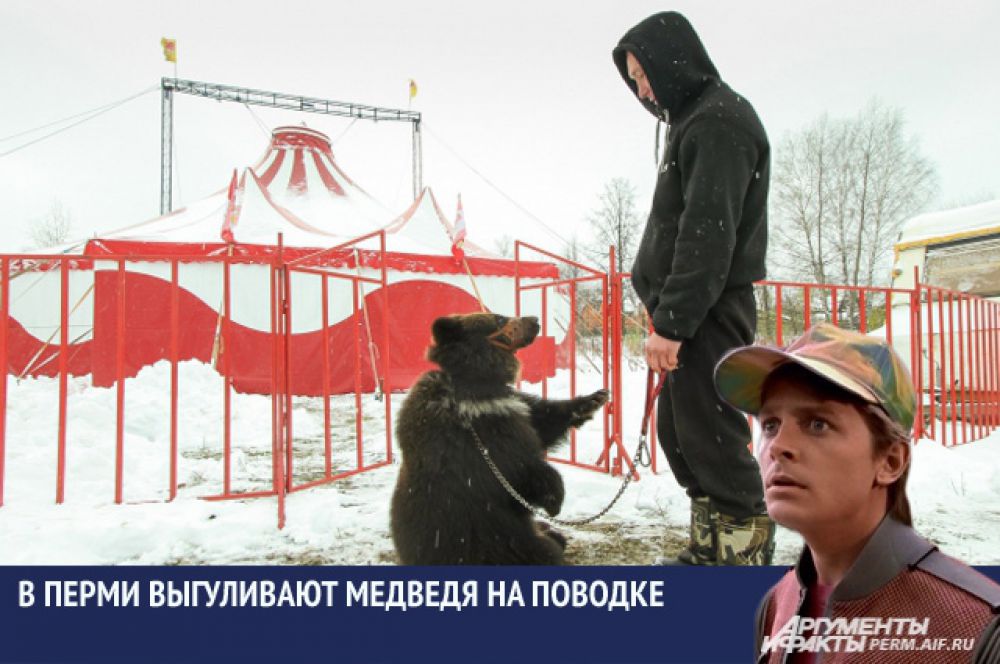 Осенью многие жители мкр Гайва не раз становились свидетелями, как мужчина на поводке выгуливал по улицам медведя. Оказалось, животное ездит по всей стране с передвижным цирком.