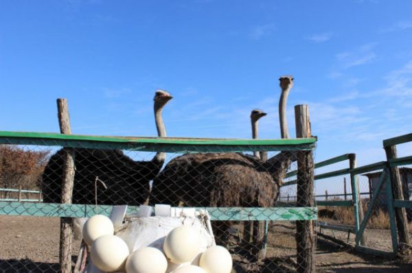 Яйца страусы откладывают только летом. В среднем яйцо может быть в диаметре 12-15 см. В Китае было найден экземпляр диаметром 18,6 см., весом 2,35 кг. Варить такое яйцо нужно минут 75. 