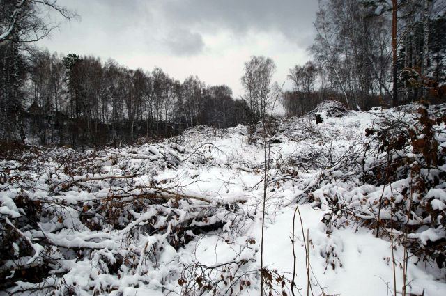 Лес на Николаевской сопке уже вырубают.