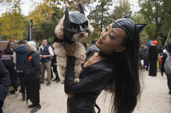 Женщина-кошка и собака-Бэтмен.  