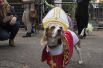 Собака в костюме Папы Римского.