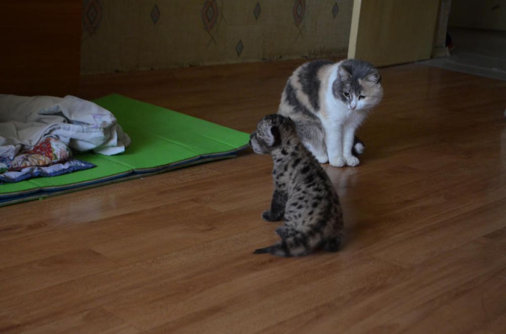 Не прошло и недели, как она начала метаться по квартире и резво играть с новыми приятелями – кошкой и собакой.