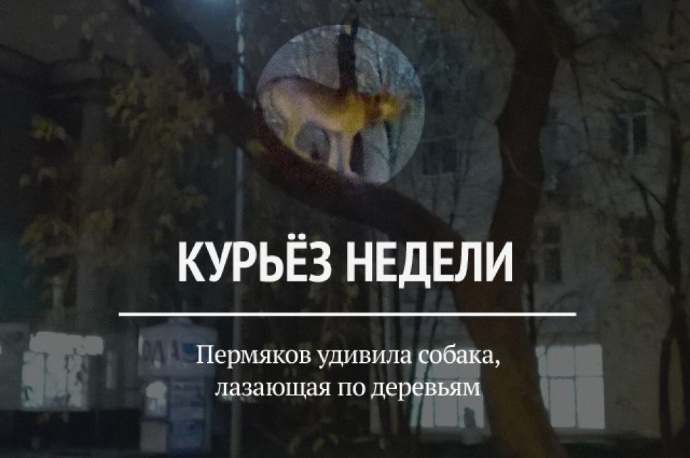 На этой неделе в сети появилось фото собаки, которой удалось самостоятельно забраться на дерево. По словам автора снимка, животное сделало это после команды хозяина.