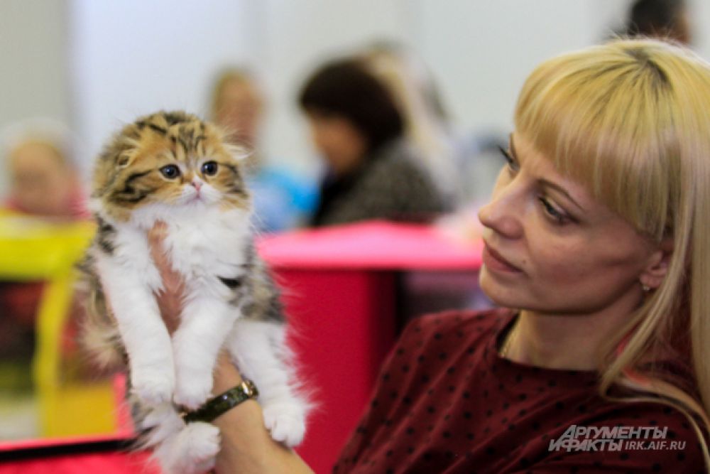 И заводчики изрители негласно признали его самым милым котенком, которого когда либо выставляли в Иркутске. 
