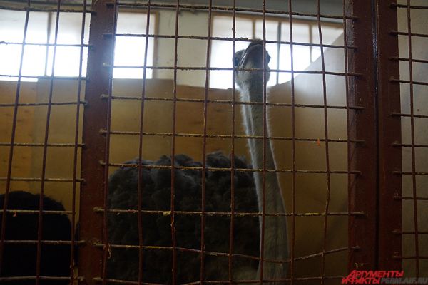 Животные размещены в вольерах пермского цирка.