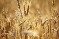 Пшеница всегда пользуется спросом на рынке.