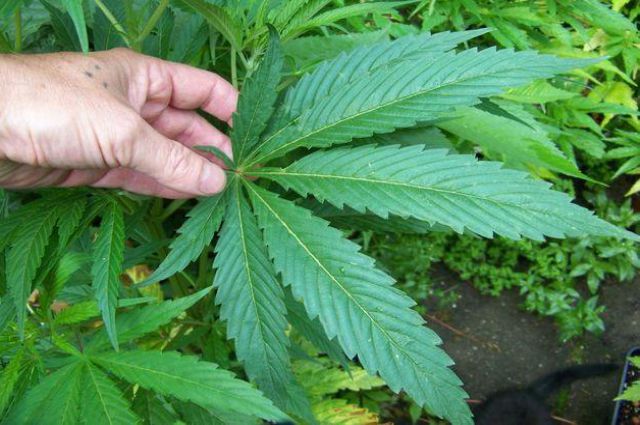 Видео конопли марихуаны ответственность за выращивание конопли
