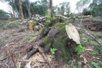 Общий объем незаконно вырубленных лесных насаждений составил более 11 тысяч кубометров.