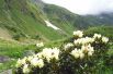 Западный Кавказ. Цветущий рододендрон в долине Верхней Мзымты