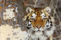 Экспертное заключение установило, что смерть амурского тигра наступила в результате огнестрельных ранений.