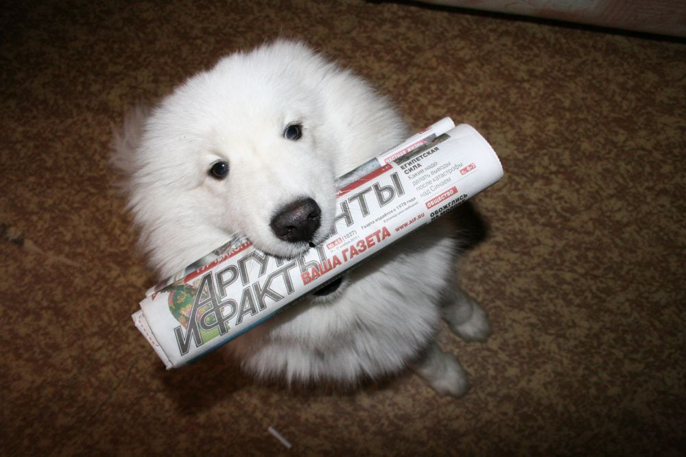 Участник №3. Арктика, самоедская собака, 2 года. Предпочитает новости из мира культуры и развлечений, анекдоты и кроссворды.