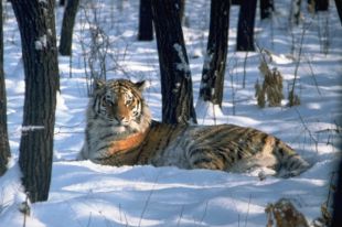 Животные не испытывают проблем с кормом.