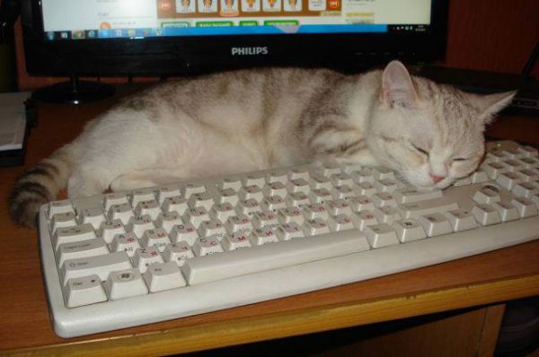 Рафаэль, по словам его хозяйки Елены Бондаренко, тянется к знаниям - по крайней мере, обожает спать у компьютера.