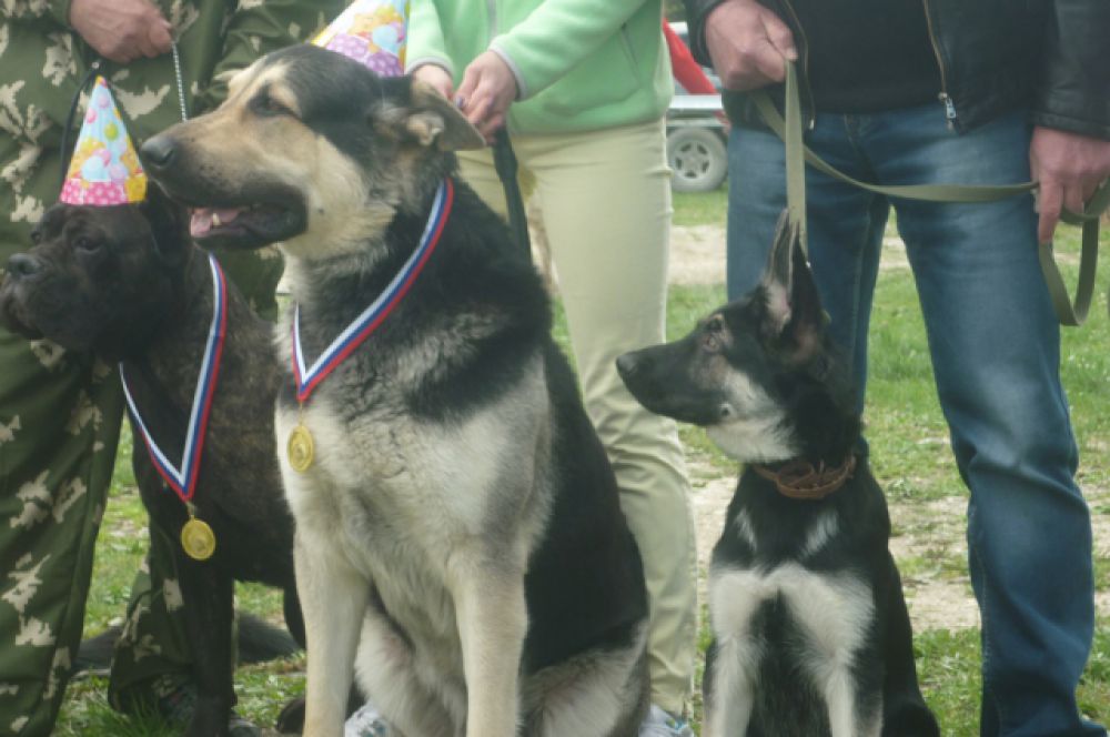 Сафар (справа) - пес выставочный, впереди у него большое будущее, а пока он гордится своим отцом-чемпионом Эмиром (слева).