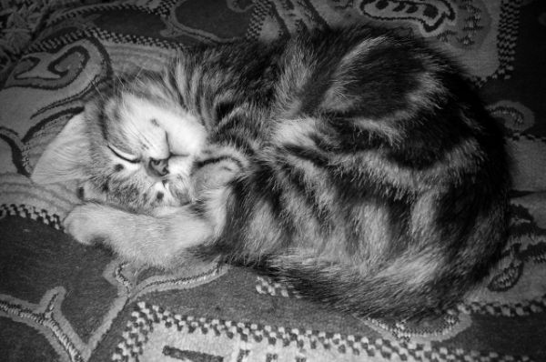 Совсем недавно в доме Дарьи Акневской появилась маленькая Рыся, забавный котенок табби.