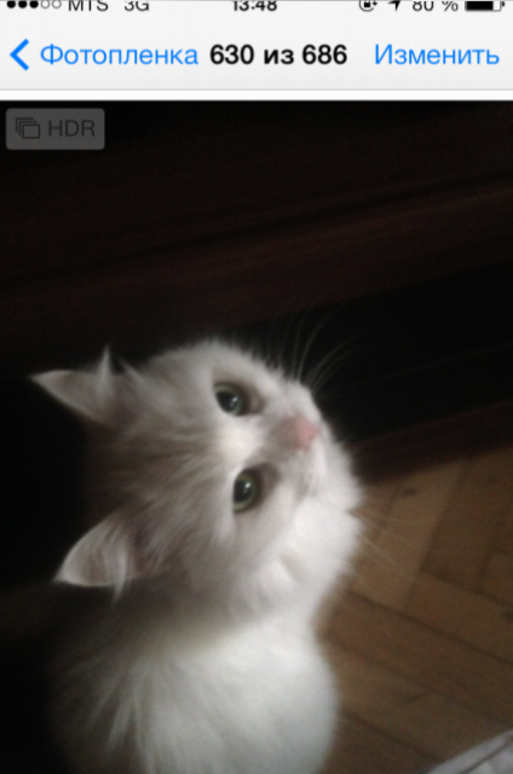 У самой Стэфи котят никогда не было, но она с удовольствием нянчит щенят Лойды - еще одной питомицы Ольги Демченко.