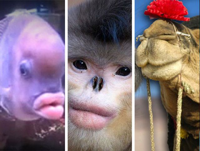 6 забавных животных с большими губами | Конкурсы и тесты | Аргументы и Факты