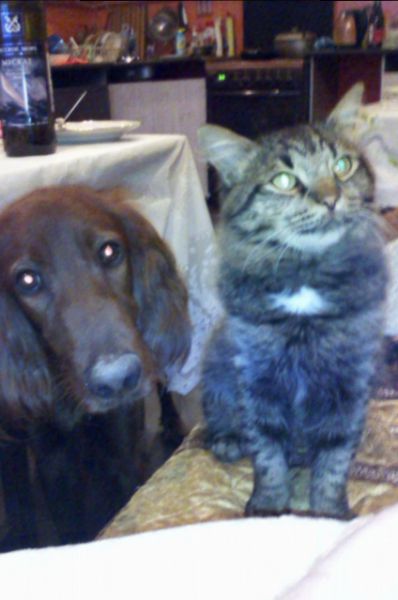 Собака Рич и кот Фисик Юлии Бессоновой в процесс выпрашивания у хозяйки своей порции шашлыка.