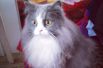 Участница №9 - Сибирско-персидская кошка Джулька
