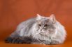 Участник №24 - Сибирский кот Юстин
