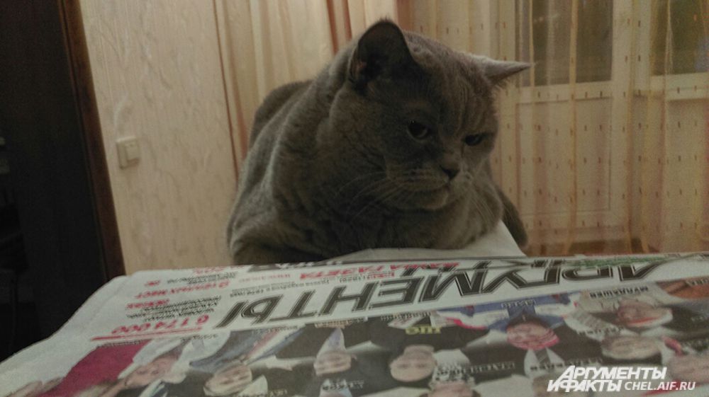 кот Лер